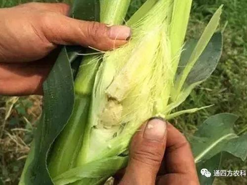 ���׶d���c�՗U��ԭ����